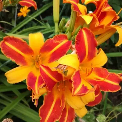 Лилейник ФРАНС ХАЛС в Фаниполе