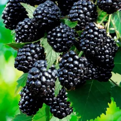 Ежевика ЛОХТЕЙ бесшипная в Фаниполе