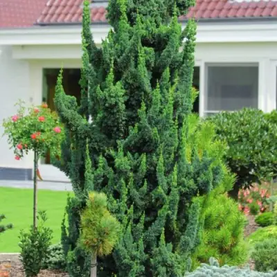 Кипарисовик ВИСЕЛЛИ лавсона в Фаниполе