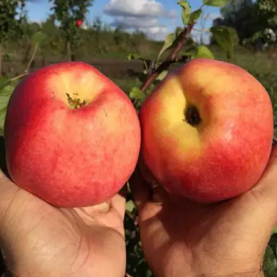 Яблоня КОВРОВОЕ стелющаяся в Фаниполе