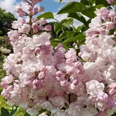 Сирень КРАСАВИЦА МОСКВЫ в Фаниполе