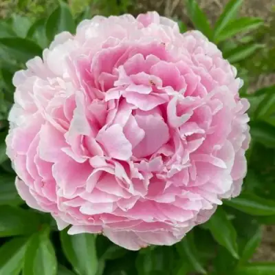 Пион КАТРИН ФОНТЕЙН травянистый в Фаниполе