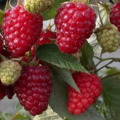 Малина ЭЛЕГАНТНАЯ в Фаниполе