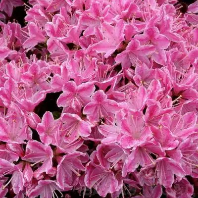 Азалия КЕРМЕСИНА РОУЗ японская в Фаниполе