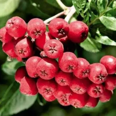 Рябина МОРАВСКАЯ сладкоплодная в Фаниполе