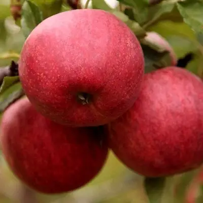Яблоня ГАЛА ШНИГА в Фаниполе