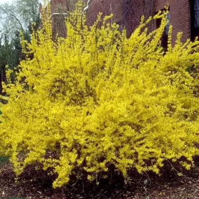 Форзиция ТАРАНДТ промежуточная в Фаниполе