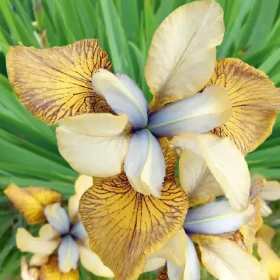 Ирис ФЛАЙИНГ ФИДДЛЗ сибирский в Фаниполе