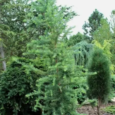 Лиственница КЕМПФЕРА в Фаниполе