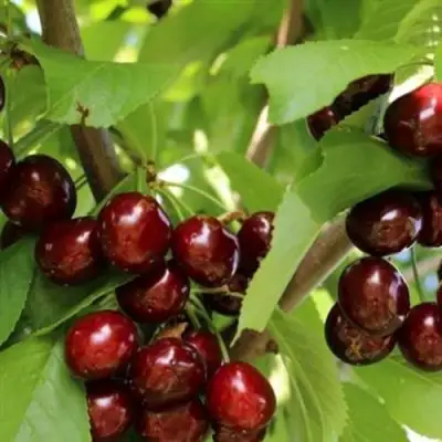 Черешня ИПУТЬ в Фаниполе