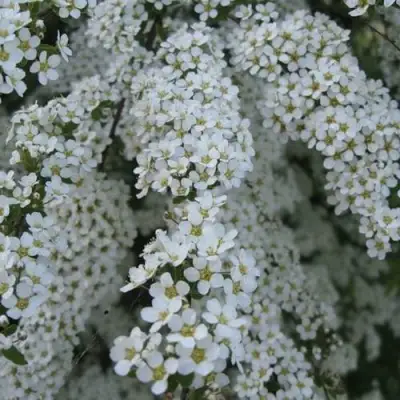 Спирея АРГУТА в Фаниполе