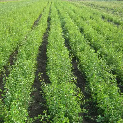 Подвой сливы ДИКАЯ АЛЫЧА в Фаниполе