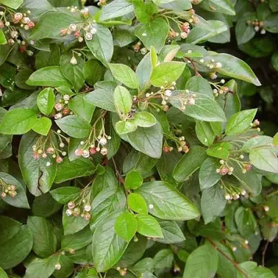 Кизильник блестящий в Фаниполе