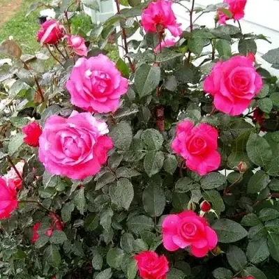 Роза МАЛИНОВЫЙ ЗВОН чайно-гибридная в Фаниполе