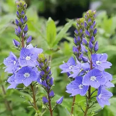 Вероника РОЯЛ БЛЮ большая в Фаниполе