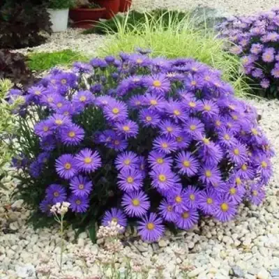 Астра ЛЕДИ ИН БЛЮ в Фаниполе