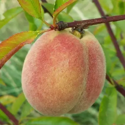 Персик ЕЛГАВСКИЙ в Фаниполе