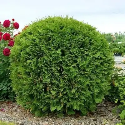 Туя ВУДВАРДИ западная в Фаниполе