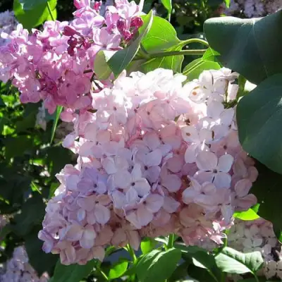 Сирень ГОРТЕНЗИЯ в Фаниполе