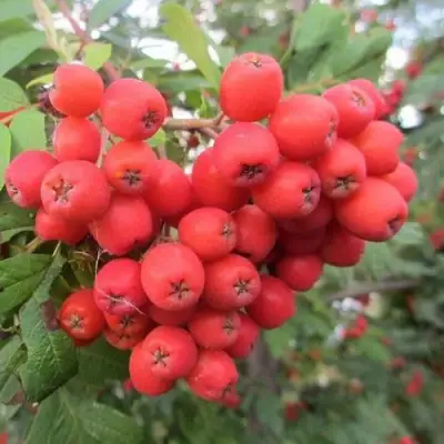 Рябина НЕВЕЖИНСКАЯ сладкоплодная в Фаниполе