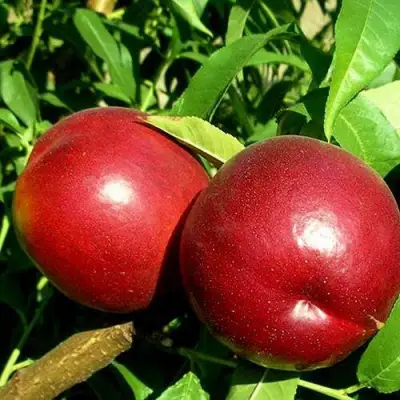 Нектарин НЕКТАРЕД-4 в Фаниполе