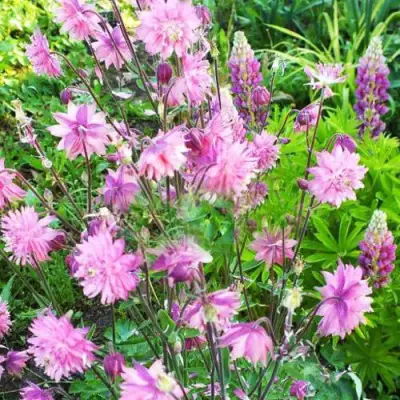 Аквилегия БАРЛОУ ПИНК гибрид МакКаны в Фаниполе