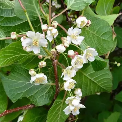 саженцы актинидии