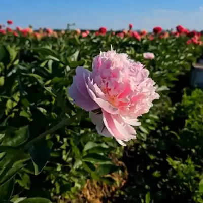 Пион ИМПЕРАТОРСКАЯ НАЛОЖНИЦА древовидный в Фаниполе