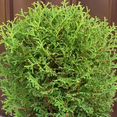 Туя ХОЗЕРИ западная в Фаниполе