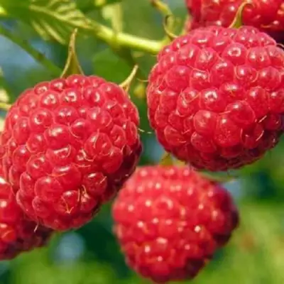 Малина ГЛЕН АМПЛ в Фаниполе