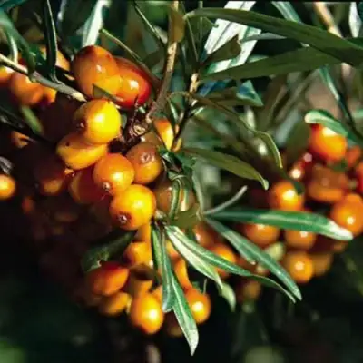 Облепиха ДАР КАЗАКОВУ в Фаниполе