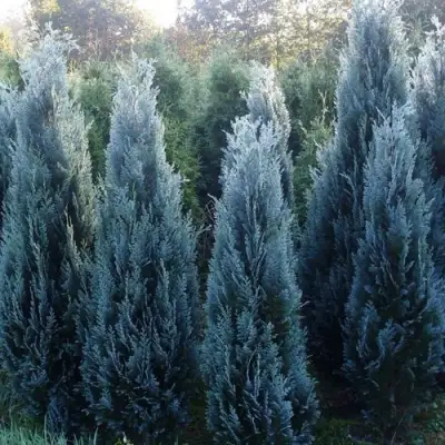 Кипарисовик ДАРТС БЛЮ РИББОН лавсона в Фаниполе