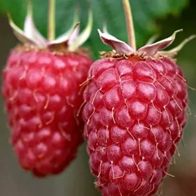 Малина РУБИНОВОЕ ОЖЕРЕЛЬЕ в Фаниполе