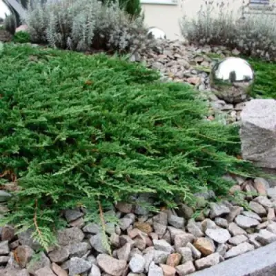 Можжевельник ПРИНЦ ОФ УЭЛЬС горизонтальный в Фаниполе