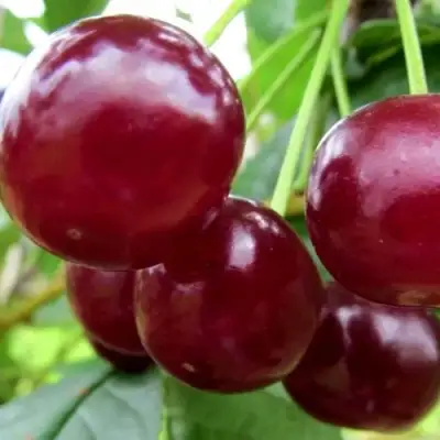 Вишня ГРИОТ БЕЛОРУССКИЙ в Фаниполе