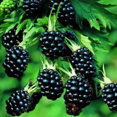 Ежевика КИТАНИНИ бесшипная  в Фаниполе