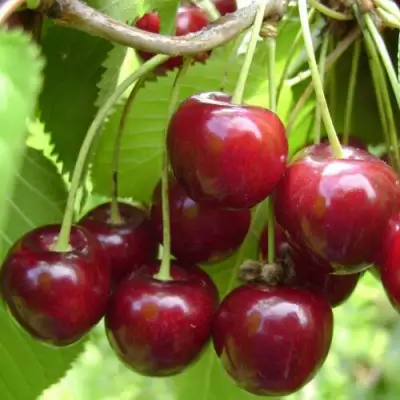 Вишня ХАРИТОНОВСКАЯ в Фаниполе