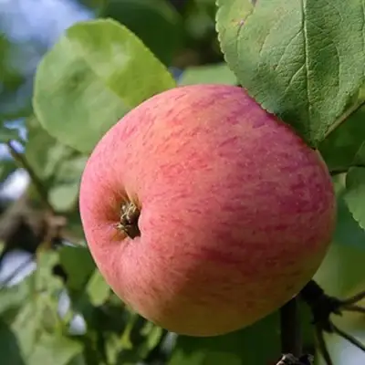 Яблоня МЕЛБА в Фаниполе