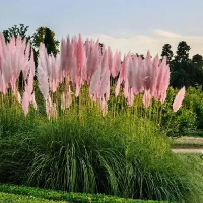 Кортадерия розовая (пампасная трава) в Фаниполе