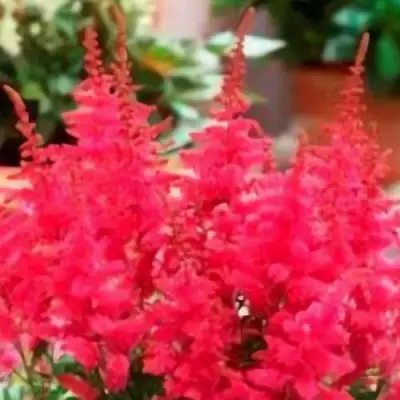 Астильба ЮНИК КАРМИН гибридная в Фаниполе