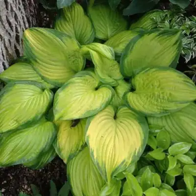 Хоста СТЕЙНД ГЛАСС гибридная в Фаниполе