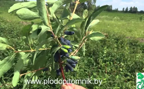 Превью видео