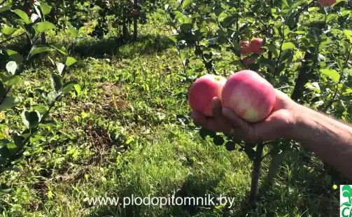 Превью видео