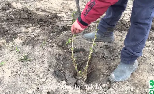 Превью видео