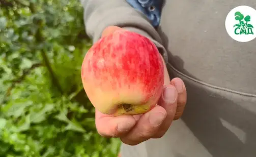 Превью видео