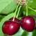 Черешня ВАСИЛИСА в Фаниполе