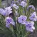 Ирис ИМПЕРИАЛ ОПАЛ сибирский в Фаниполе