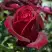 Роза ПАПА МЕЙЯН чайно-гибридная в Фаниполе