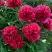 Пион БЕЛГРАВИЯ травянистый в Фаниполе