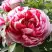 Пион РЕД ВИЗ ПИНК древовидный в Фаниполе